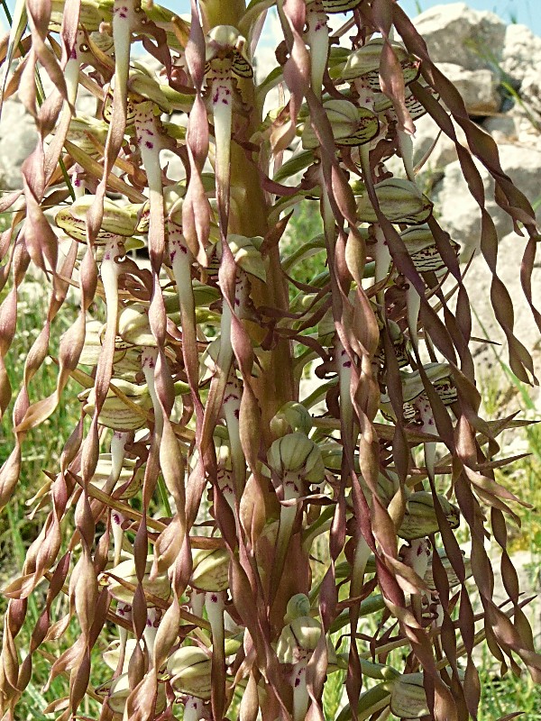Himantoglossum Hircinum